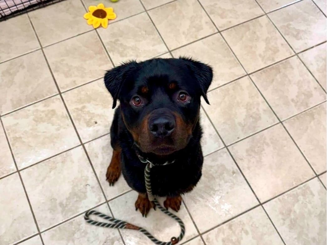 "Despite what he has been through, this boy is incredibly sweet. He even enjoyed his bath and has been nothing but gentle and affectionate with everyone who has helped him. The amazing staff at Devil Dog Daycare kept him safe until our team could arrive."