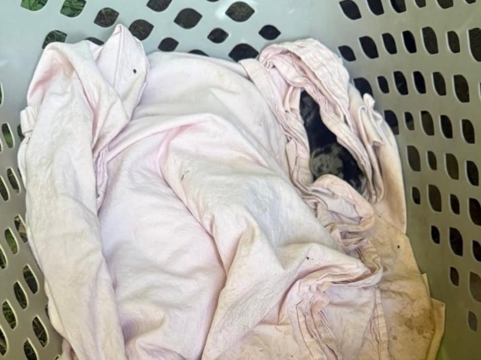 Six newborn pups were left to die in a laundry basket covered with a sheet near an outdoor condo dumpster.