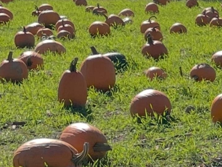 A scenic trolley ride leads to a pumpkin patch where each visitor picks a sugar pumpkin to take home.