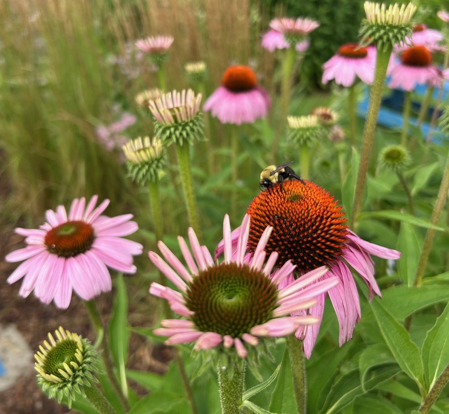 Rochester Garden Walk 