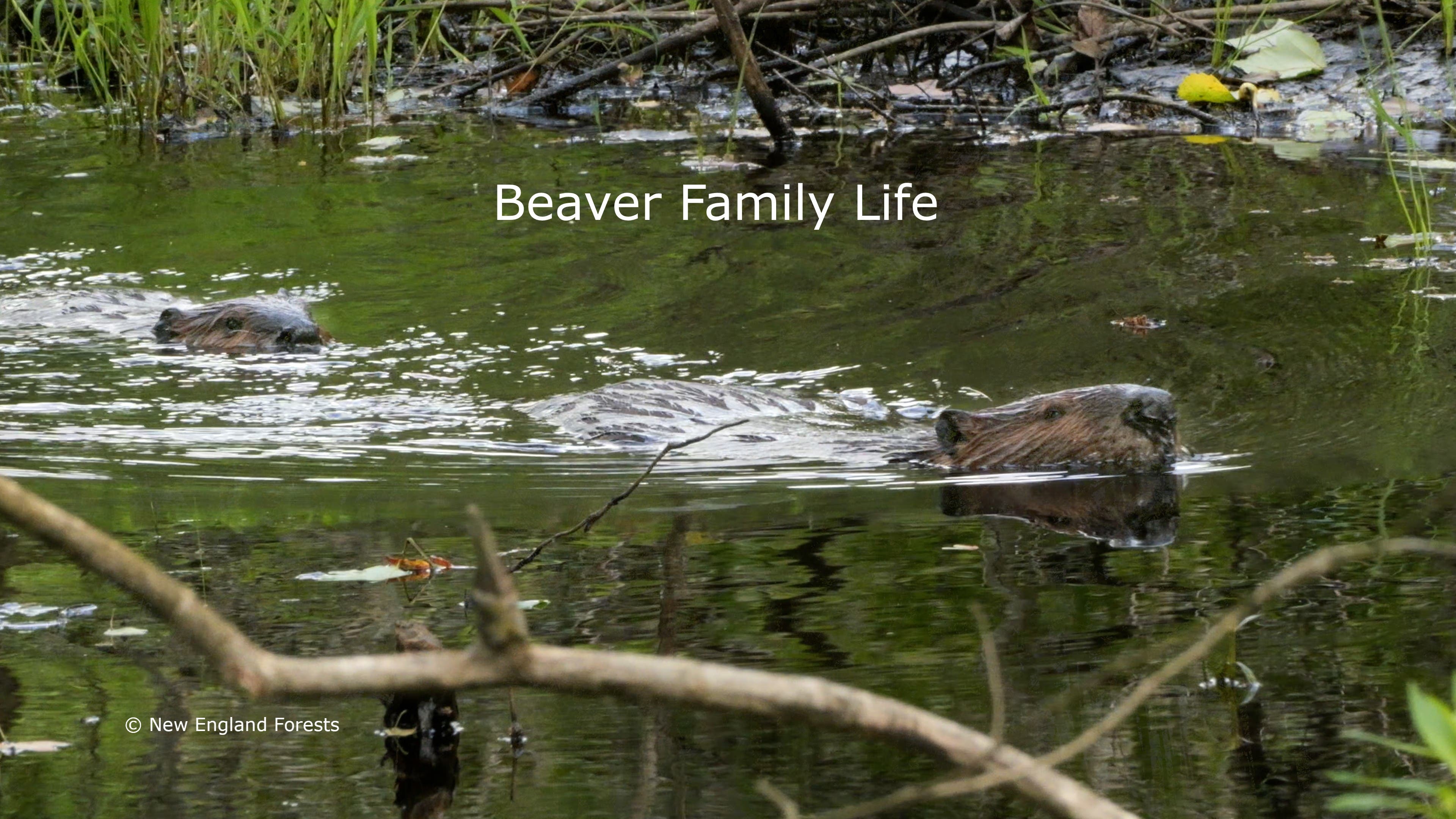 Film Premiere: Beaver Family Life