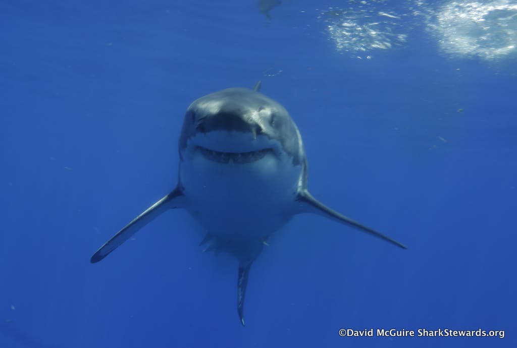 Sharktobe rWhite Shark