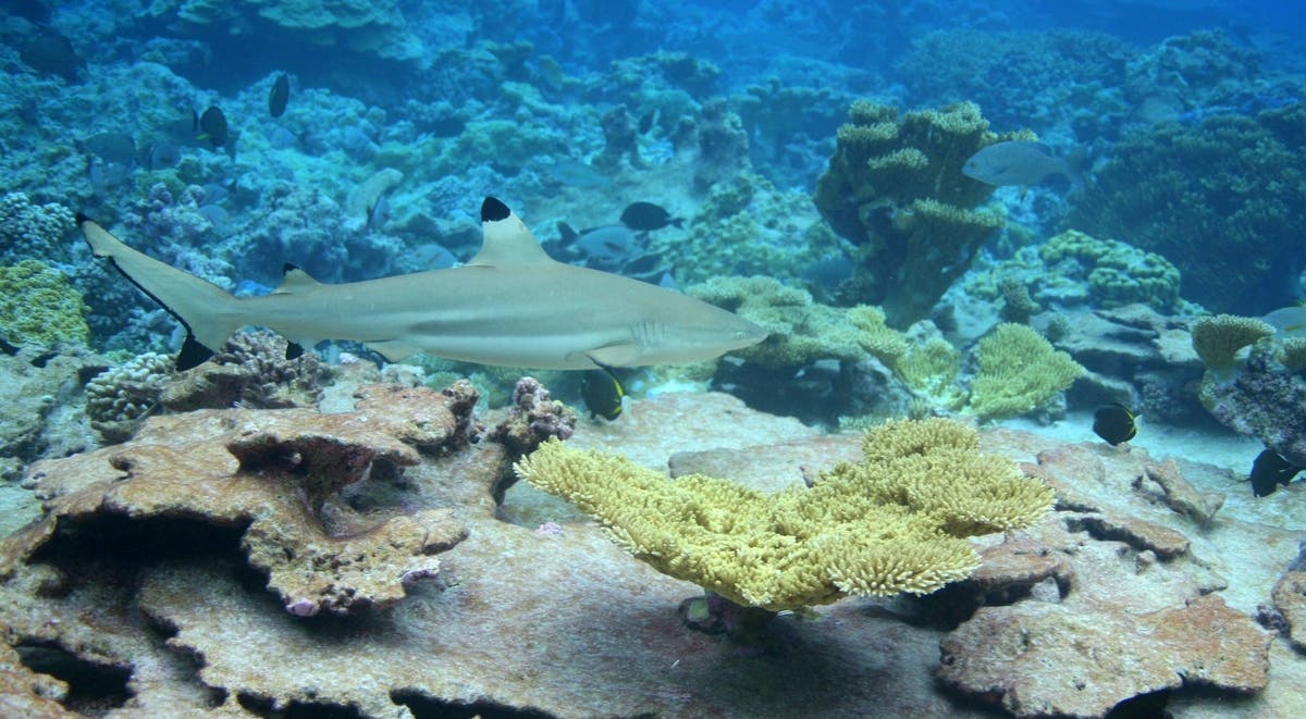 Black tip