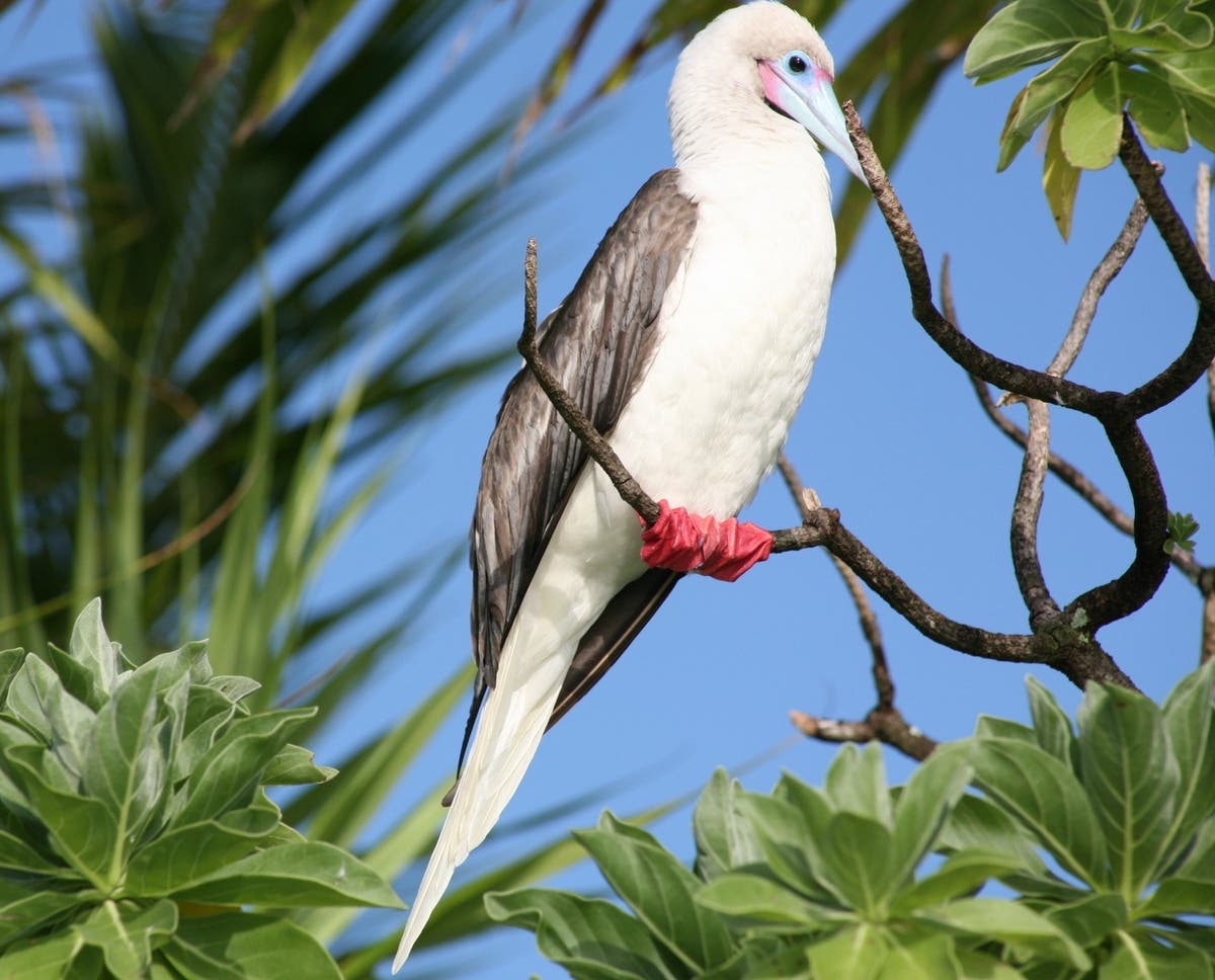 Red Footed Booby
