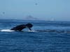 Humpback whales feeding in Greater Farallones National Marine Sanctuary