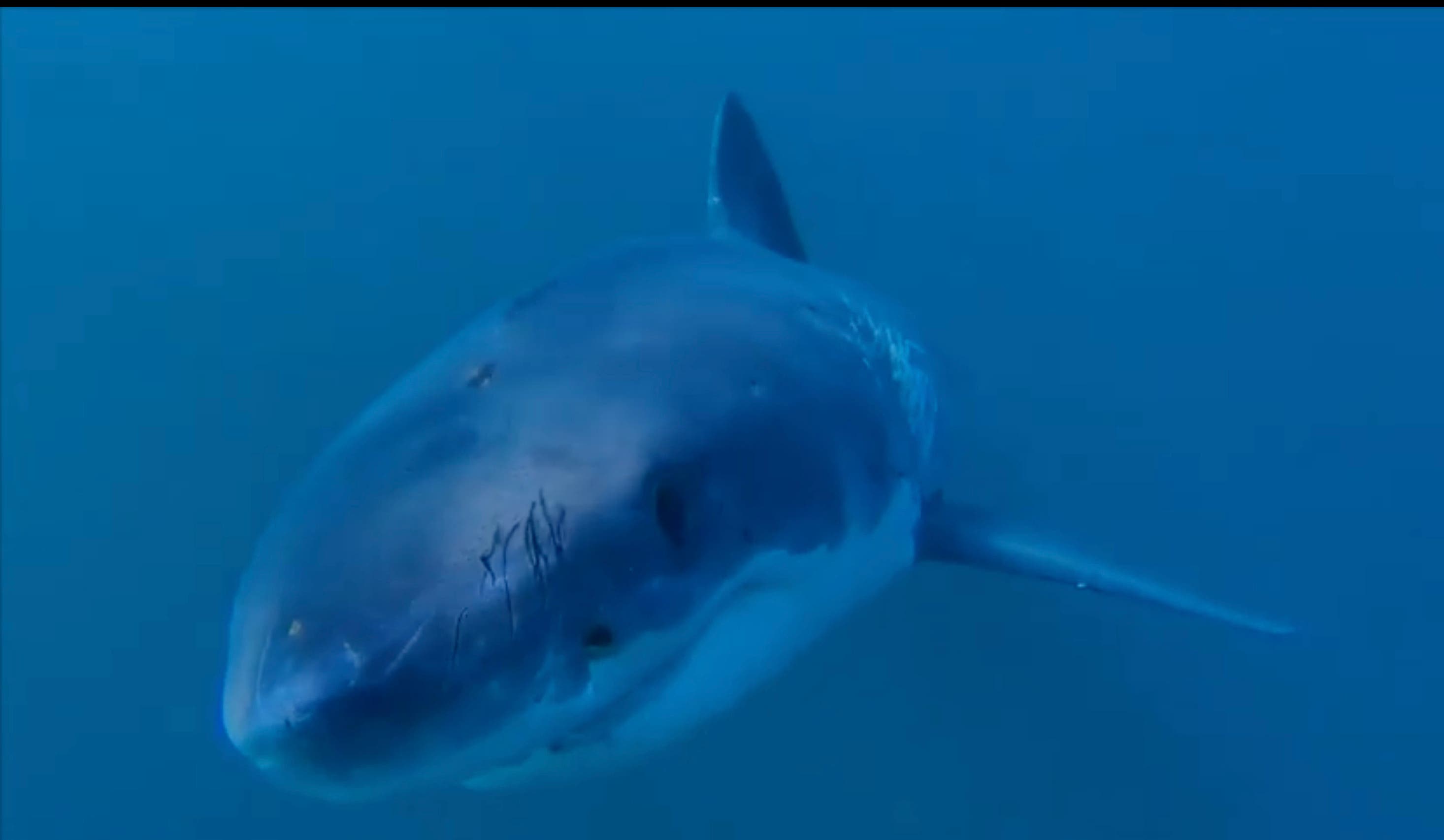 Great White Sharks: Safety, Science and Survival- Film, Panel, Art and Action