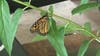 Monarch Butterfly From Monarch Health Project