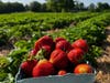 Pick-Your-Own Strawberry fields are expected to open in early June, weather permitting.