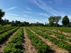 Fair Weather Growers has expanded its strawberry production from 2 acres to 5 acres, creating more opportunities for families and visitors to enjoy fresh strawberry picking.