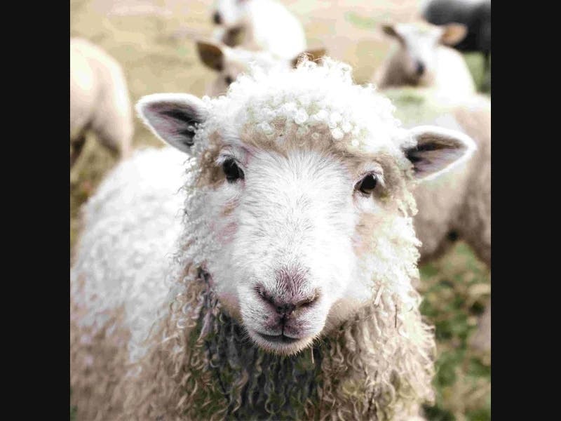 A Cute Farm Animal