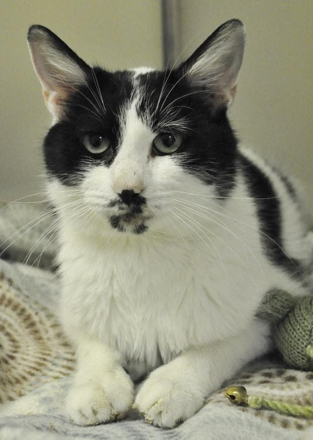 Pet of the Week Lacey Woodinville, WA Patch