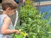 Child watering the new garden.