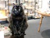 Shops in downtown Libertyville will stay open late on Witches Night Out! You might even encounter a black cat. 