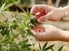Greenlife Organics Farm
