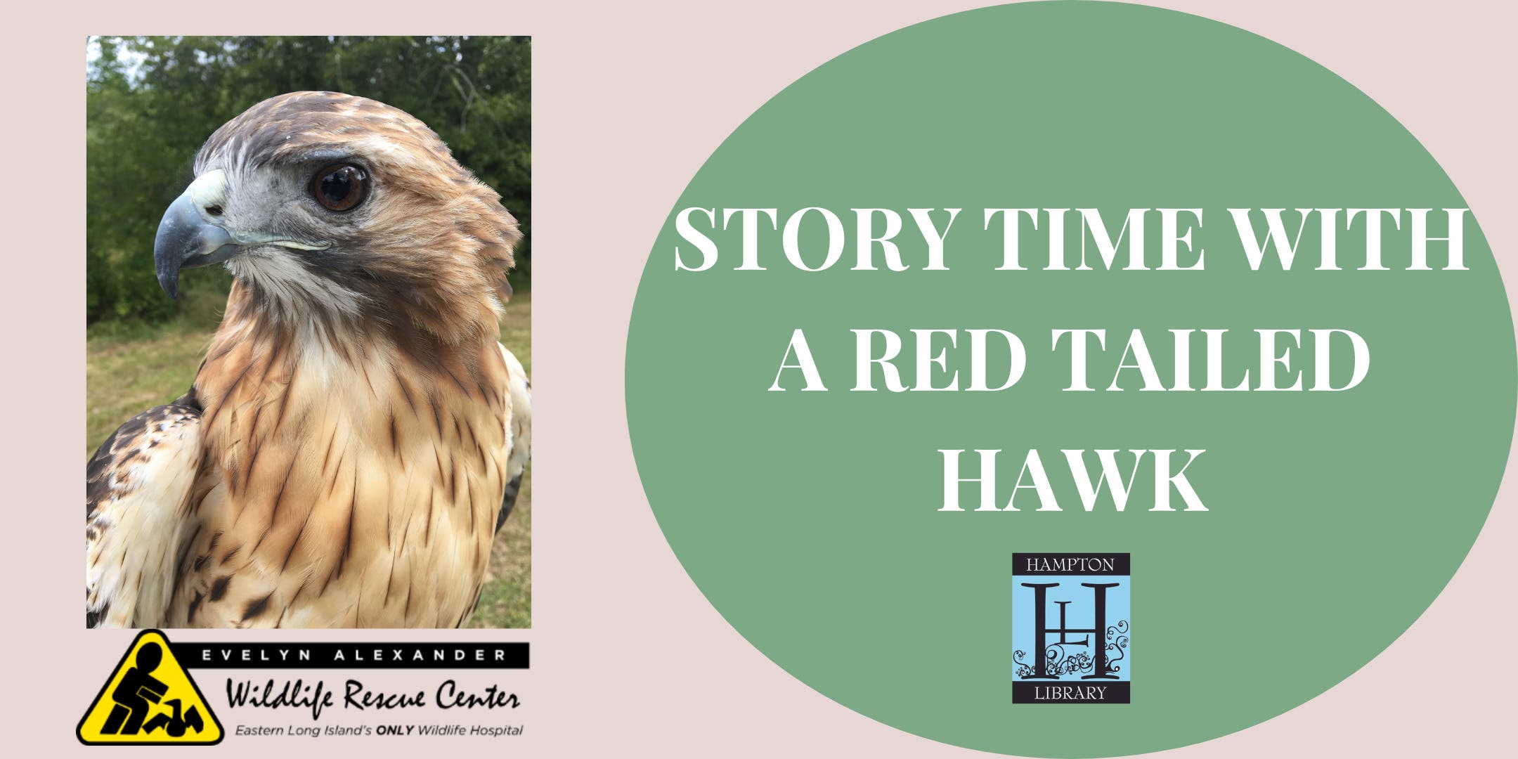 Red-Tailed Hawk Story Time