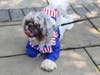 Join the fun for the annual Sweet Pea Pet Parade on Sunday, August 28 in downtown Palatine at Slade and Greeley streets - right next to Towne Square! Pre-registration is required to win in one of six categories!