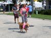 Join the fun for the annual Sweet Pea Pet Parade on Sunday, August 28 in downtown Palatine at Slade and Greeley streets - right next to Towne Square! Pre-registration is required to win in one of six categories!