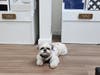 Winston, the the Lotus Home Improvement and Great Lakes Building Showroom Pup!
