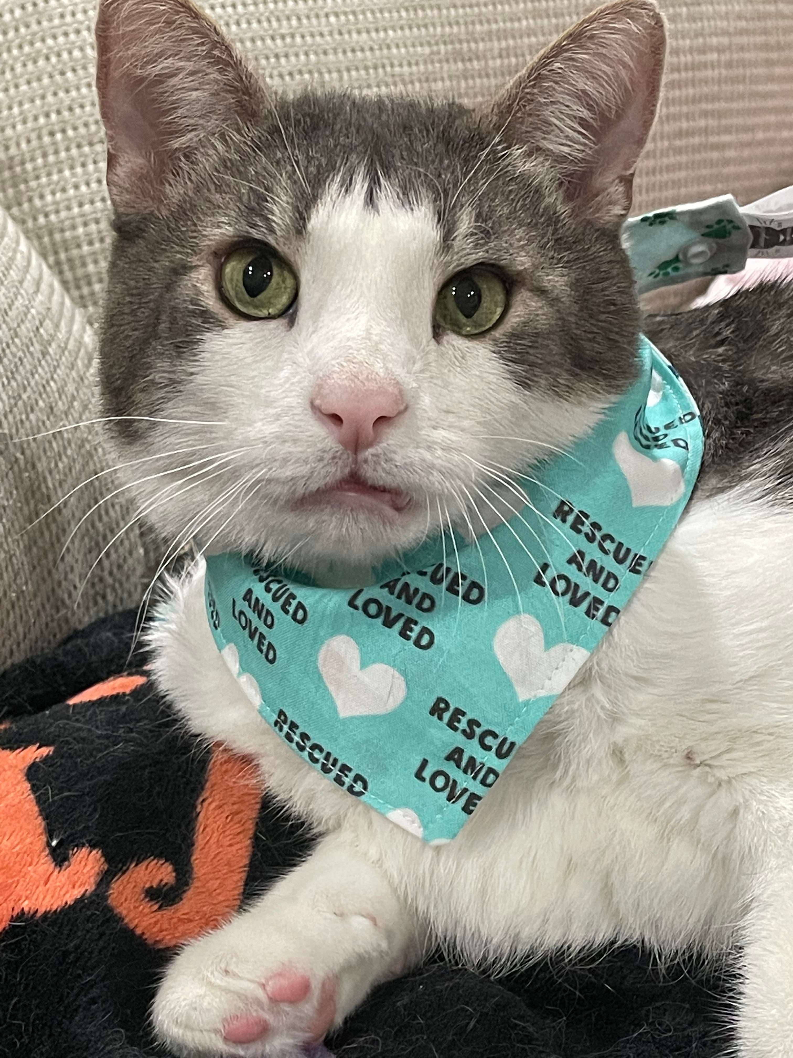 Benny's Birthday and Love Your Pet Party
