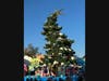 "Grinchmas" Tree