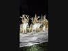 Singing Reindeer