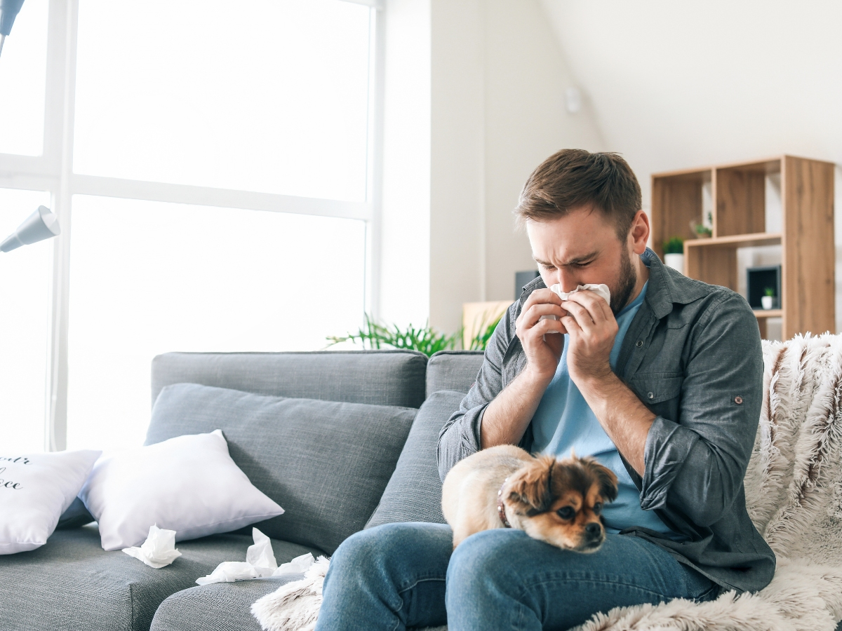 A person sneezing into a tissue while sitting on a couch with a small dog on their lap.