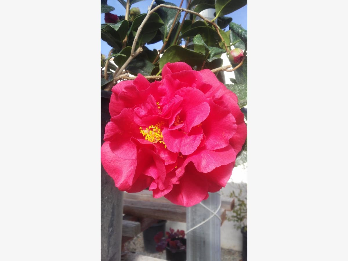 https://patch.com/img/cdn20/users/21392521/20190127/041435/styles/raw/public/processed_images/red_camellias-1548623589-4795.jpg