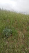 Weeds 2 Feet Tall on City Property