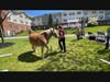 Mary, an employee of Traditions of Hanover, leads a horse during a team-building exercise. 