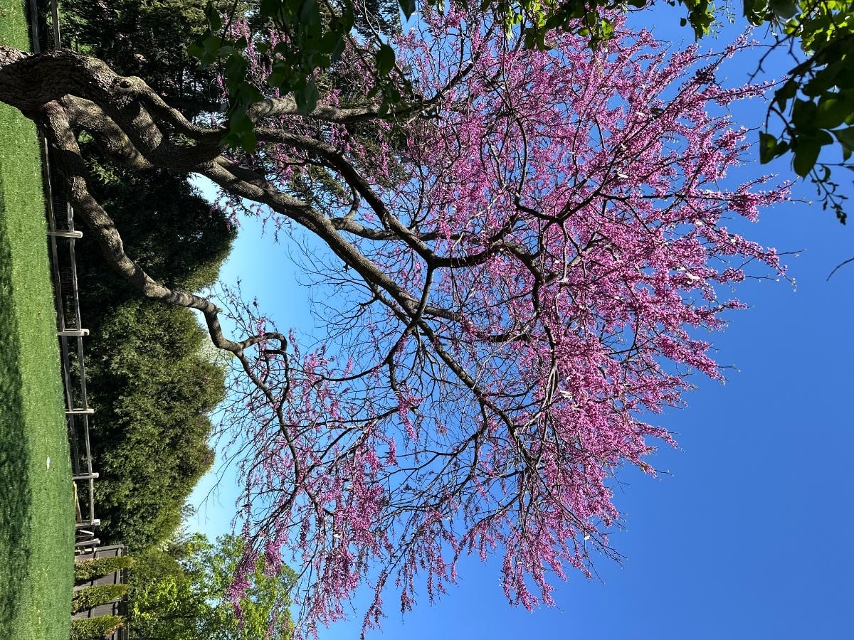 A spring weekend in the Chicago suburbs offers plenty to explore, from Oak Park architecture to native plant sales and family-friendly local events.