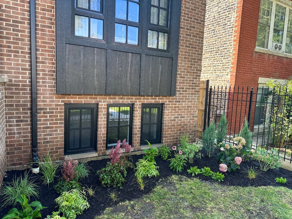 A small Logan Square front yard transformed into a layered garden with flowering perennials, grasses, shrubs, and evergreens designed for seasonal beauty and neighborhood wildlife.