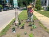 Every beautiful garden begins with thoughtful composition. Before planting, designer Julia carefully places each perennial and grass, imagining how the garden will grow and evolve over the coming seasons.