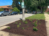 The completed parkway garden replaces struggling turf with a layered mix of native perennials and grasses. As the plants mature, they’ll fill in to create an even richer, more colorful landscape.