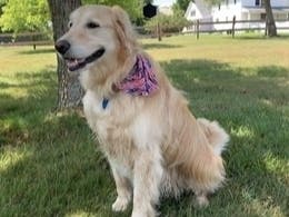 Roxy Bear Walsh (Service Dog), of West Suffield, passed away peacefully and on her own terms, Saturday January 8th, 2022 by the side of her companions Christopher and Brielle Browne Walsh.