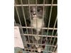 One of the cats seized from the Fairfield home of Glorianne Marie Lagnese, who has been charged with multiple counts of animal cruelty.