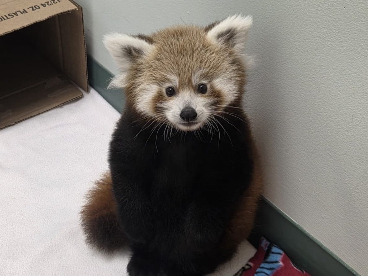 "Pabu" has been selected as the name for Connecticut's Beardsley Zoo's first red panda cub, born at the Bridgeport-based zoo in June. 