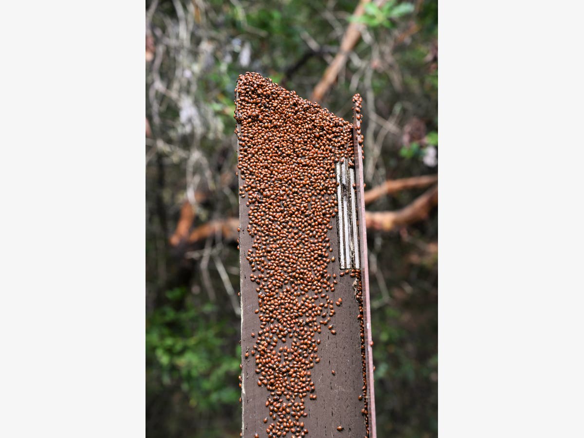 https://patch.com/img/cdn20/users/21854731/20180116/032139/styles/raw/public/processed_images/ladybugs-1516133401-5866.jpg