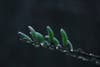 Willow buds, Lake Chabot Regional Park