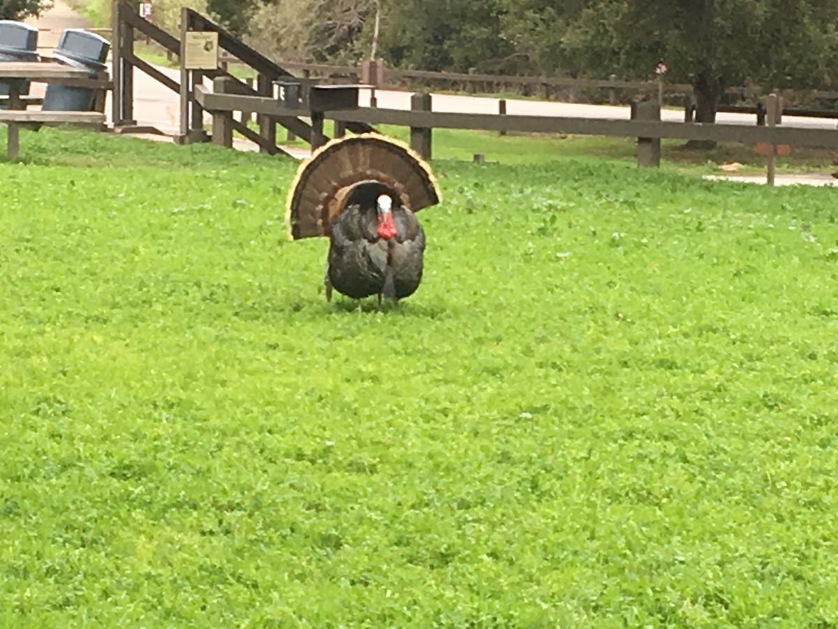 Male turkey during mating season at Quarry Lakes.