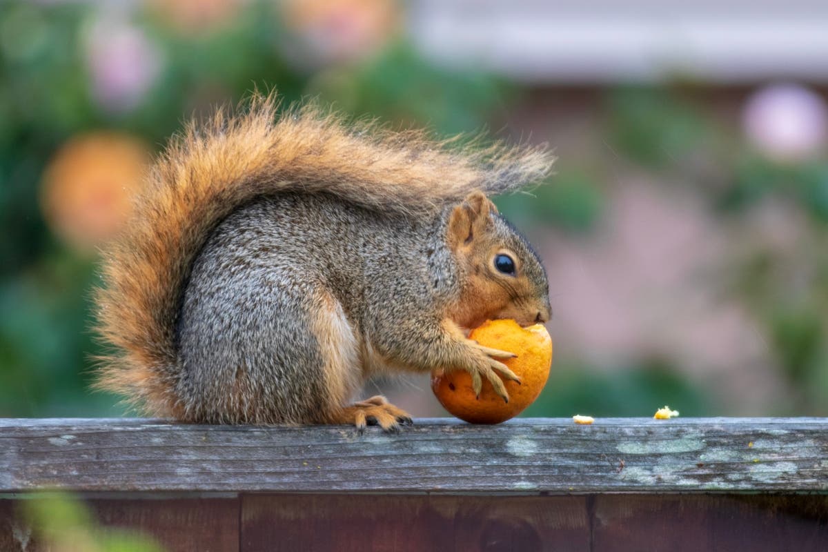 Breakfast time in El Cerrito!