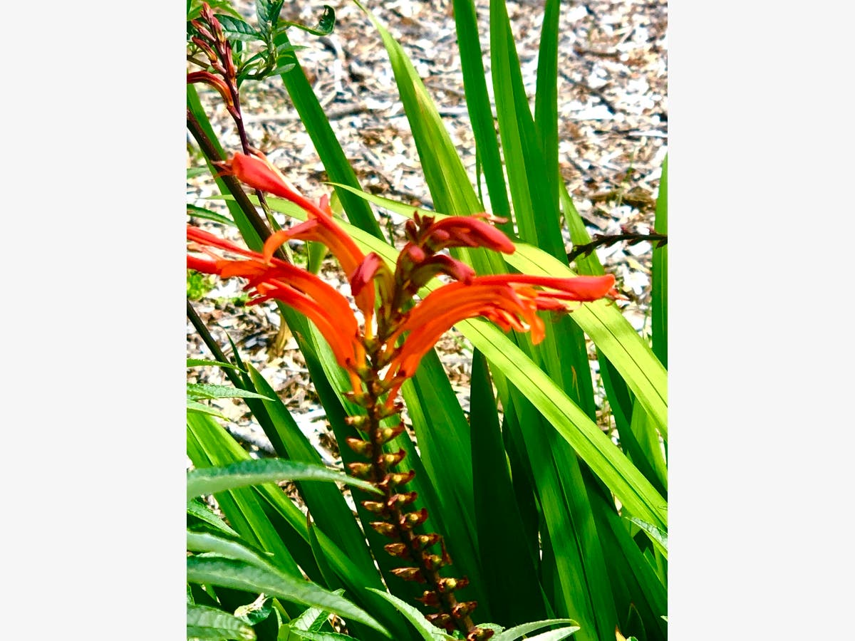 Flowers blooming in Fremont.