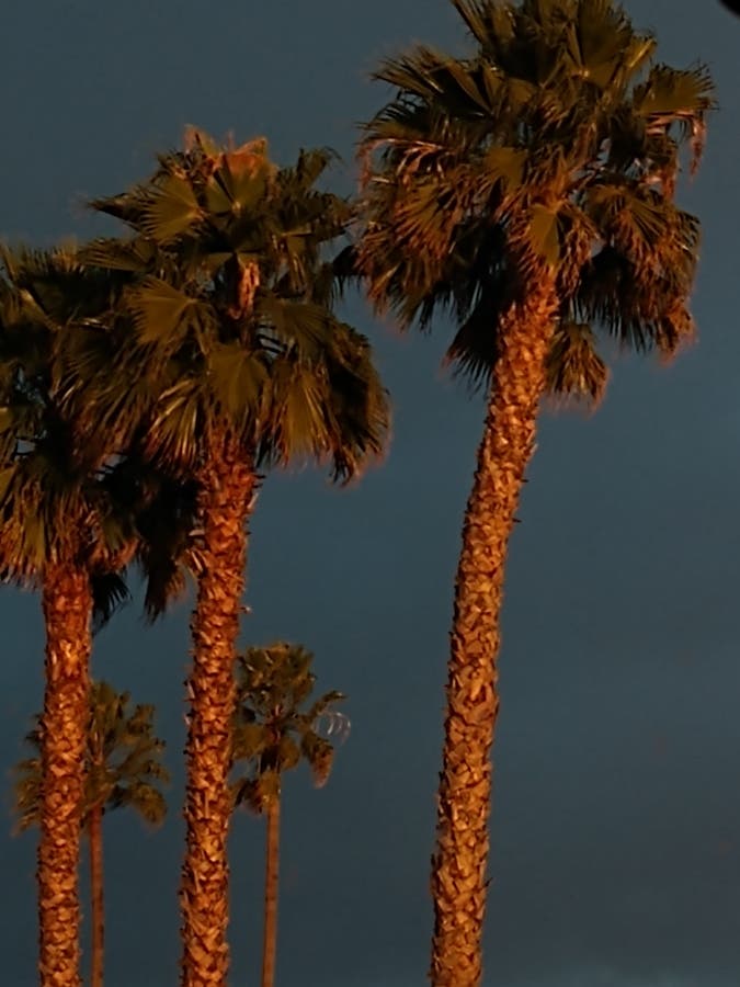Palm trees in Union City.