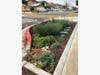 The project includes lovely plantings