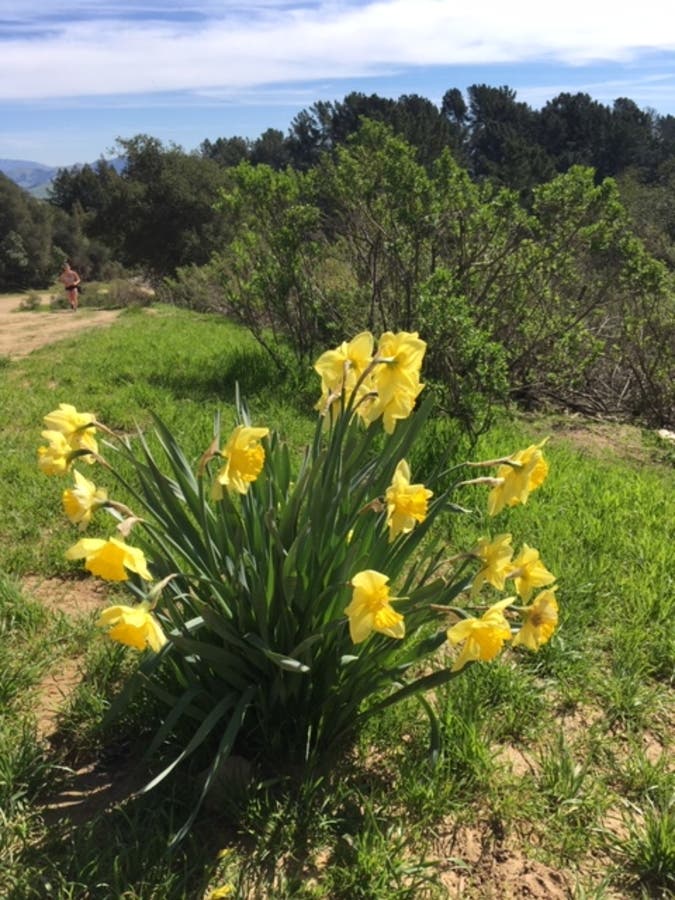 Daffodils blooming in in Redwood Park. 