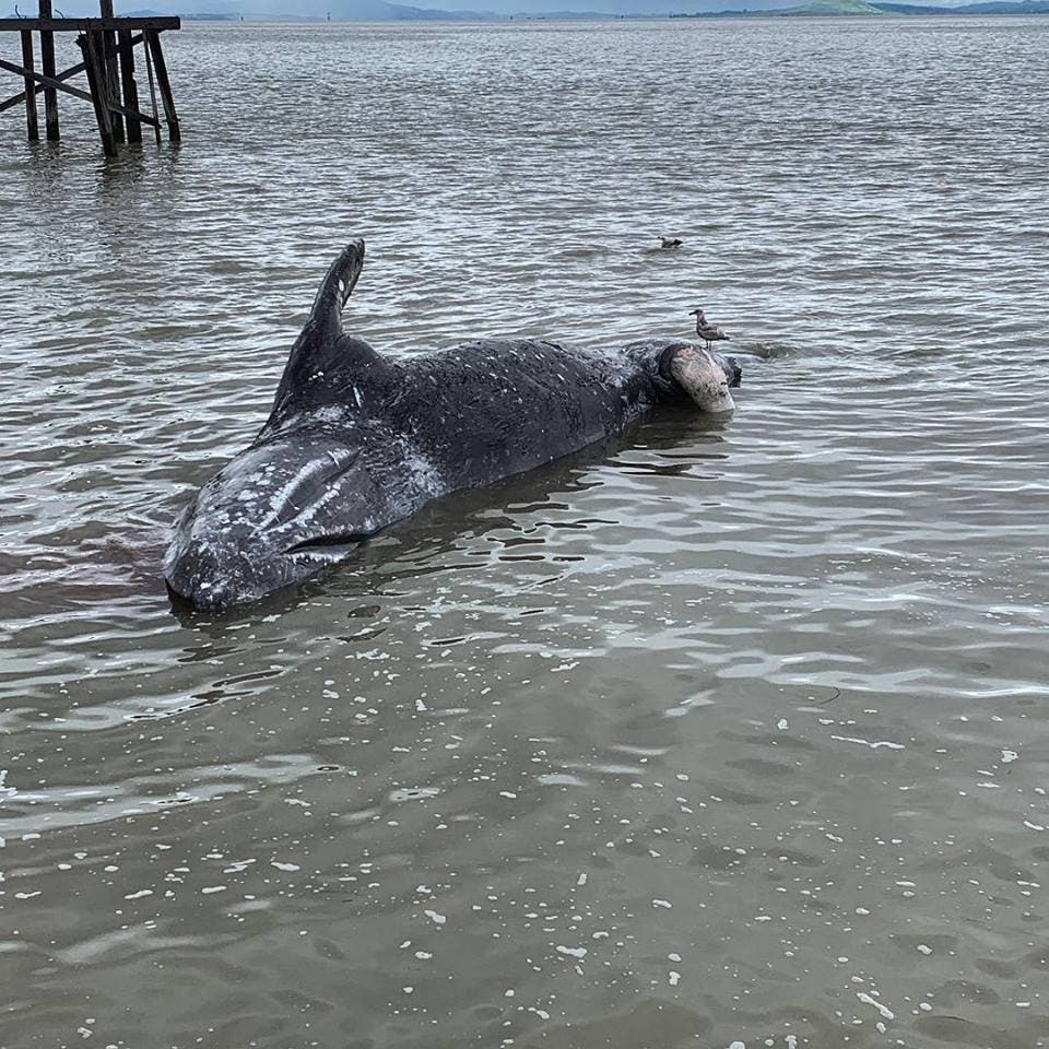The dead whale washed ashore on Wednesday.