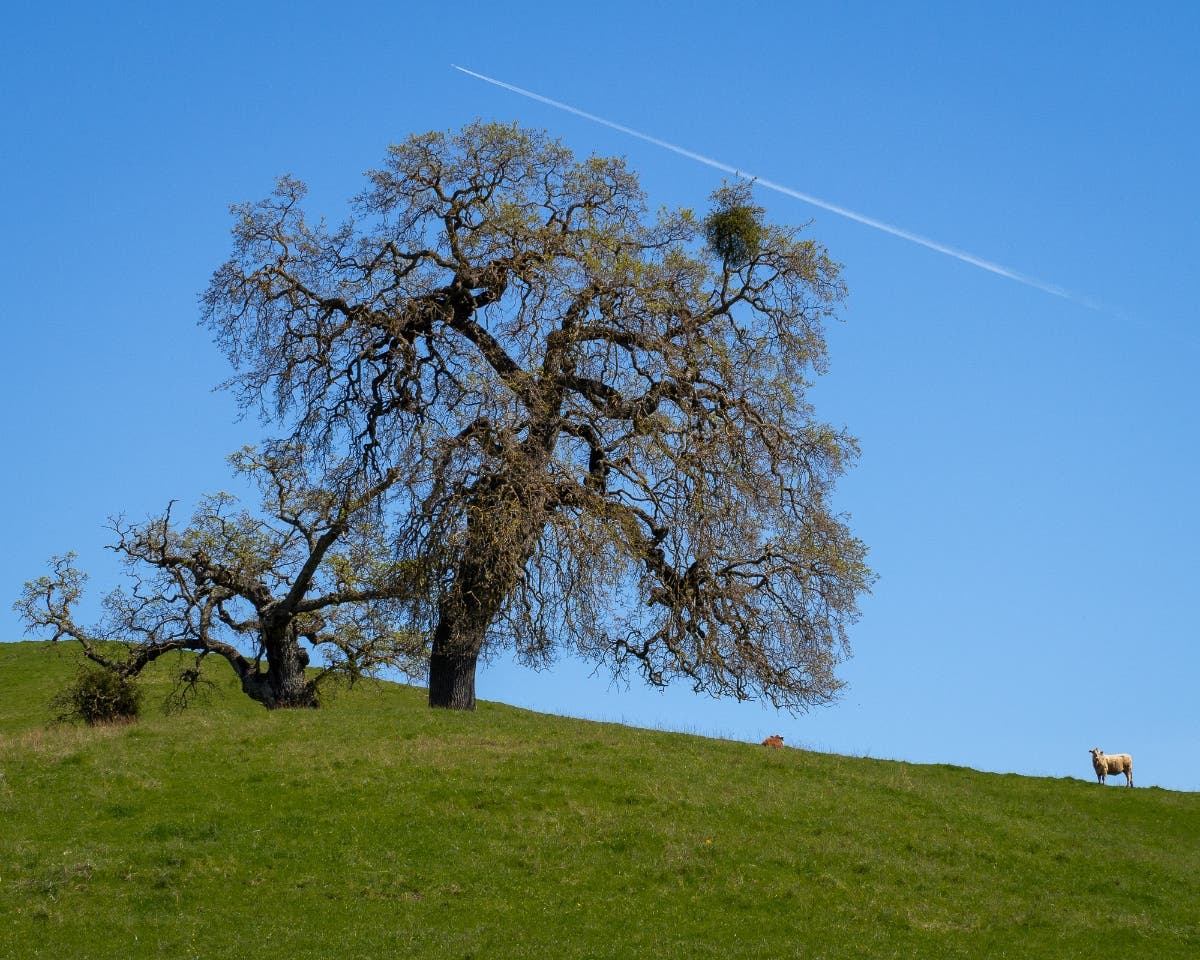Twin Ponds Loop Trail in Walnut Creek