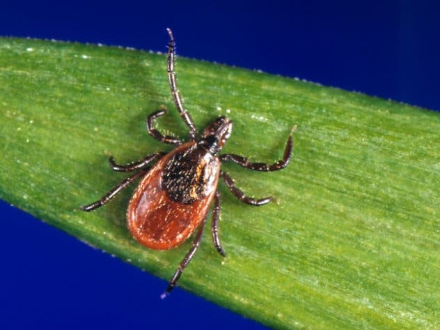 A blacklegged tick, also known as a deer tick, rests on a plant. This species is known to transmit diseases.