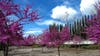 Landscaping in Union City
