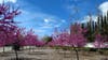 Landscaping in Union City