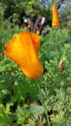 California Poppies